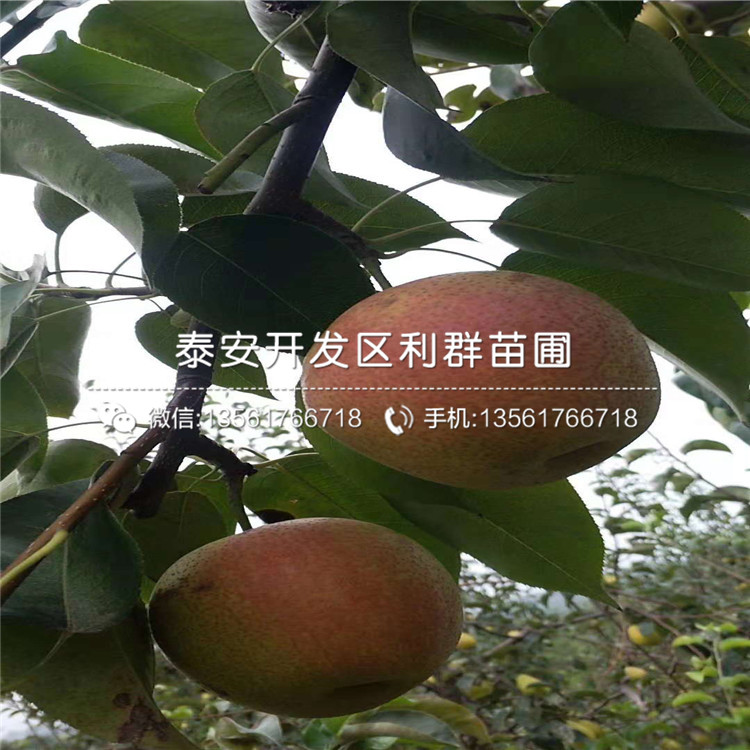 山東早酥紅梨樹苗、山東早酥紅梨樹苗多少錢一株