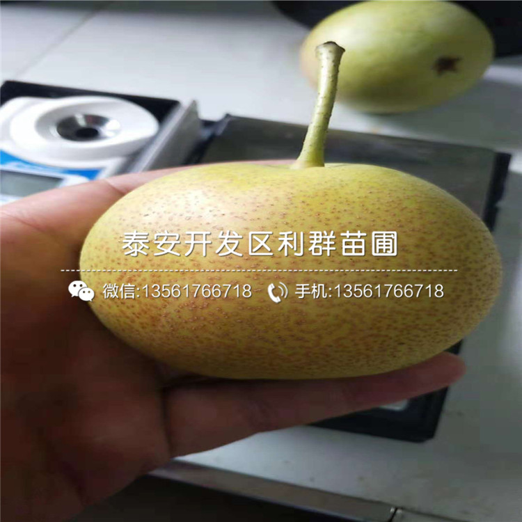 紅啤梨苗