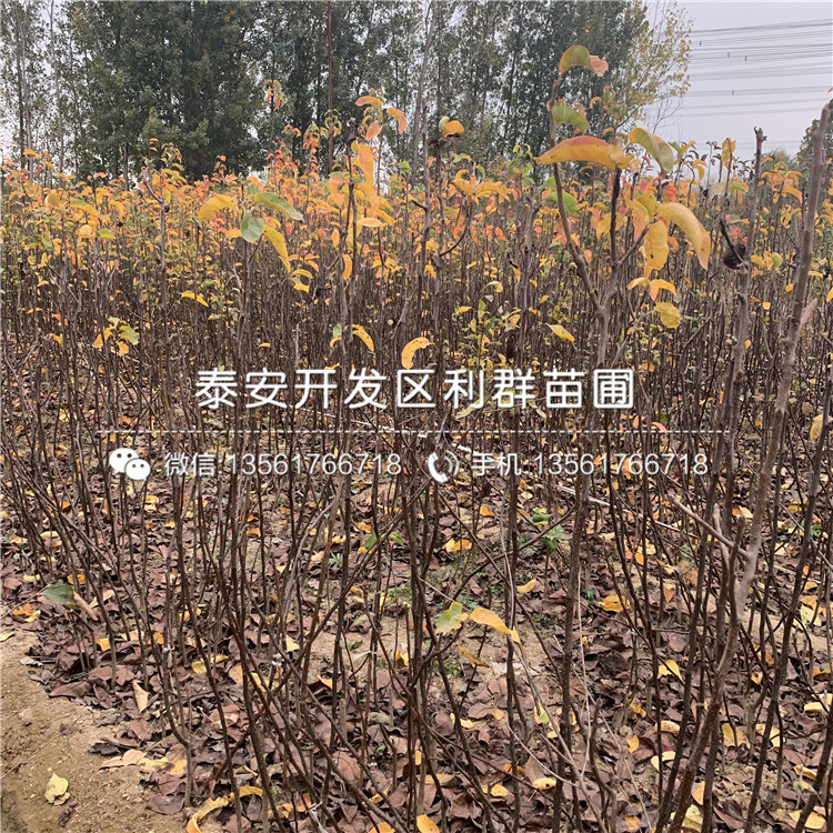 奇紅早酥梨苗