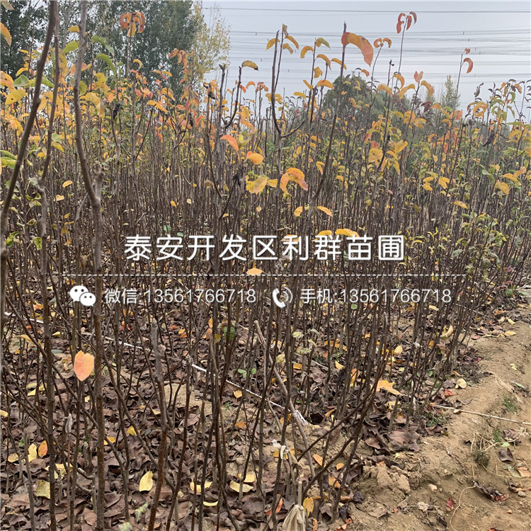 美人酥梨樹苗價(jià)格、2019年美人酥梨樹苗價(jià)格