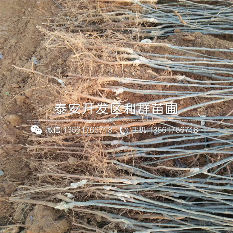山東2019年梨苗、2019年梨苗多少錢一棵