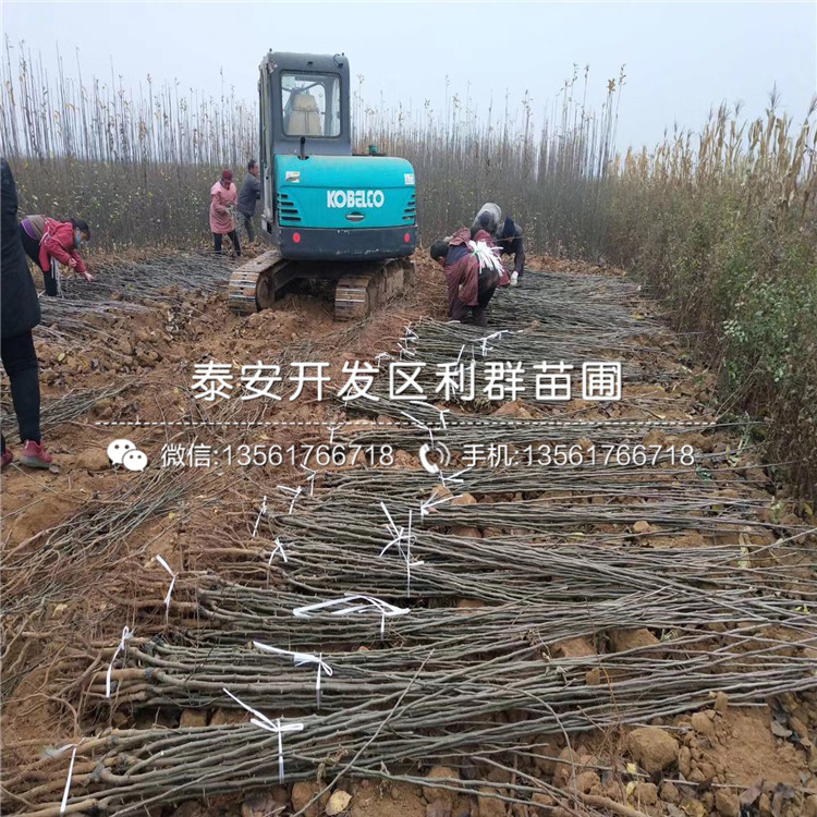玉露香梨樹苗、玉露香梨樹苗出售價格