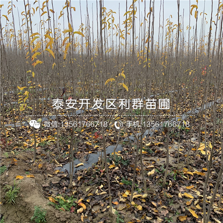 山東杜梨樹苗、山東杜梨樹苗新品種