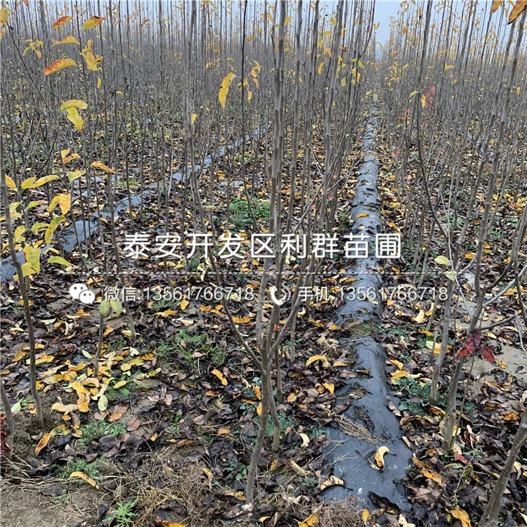 丑梨苗品種簡介、2019年丑梨苗價(jià)格及報(bào)價(jià)