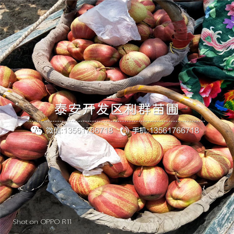 翡翠梨樹苗批發(fā)基地、翡翠梨樹苗價格及報價