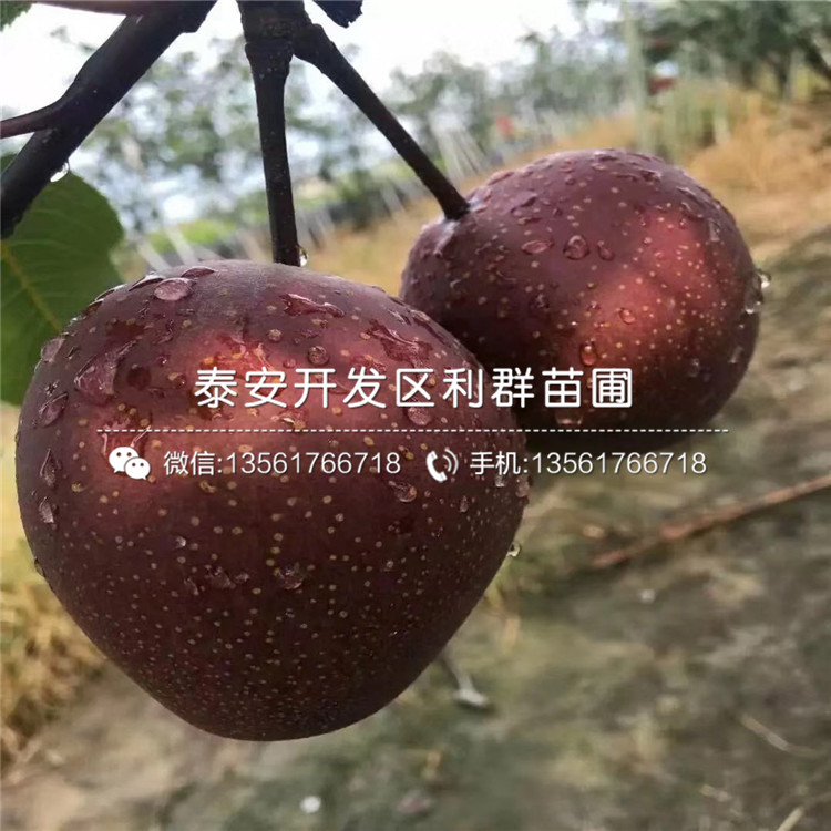山東紅啤梨樹(shù)苗、山東紅啤梨樹(shù)苗價(jià)格及報(bào)價(jià)