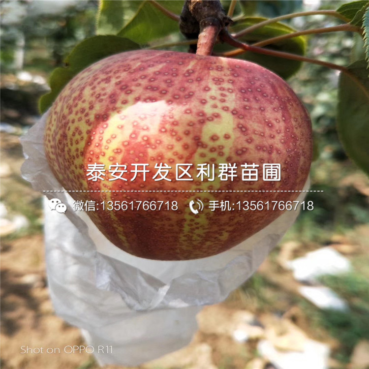 山東早酥紅梨樹苗、山東早酥紅梨樹苗批發(fā)基地