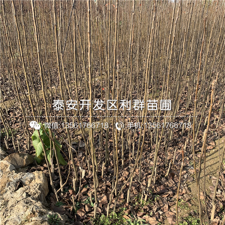 2019年秋月梨苗報(bào)價(jià)、今年秋月梨苗價(jià)格是多少
