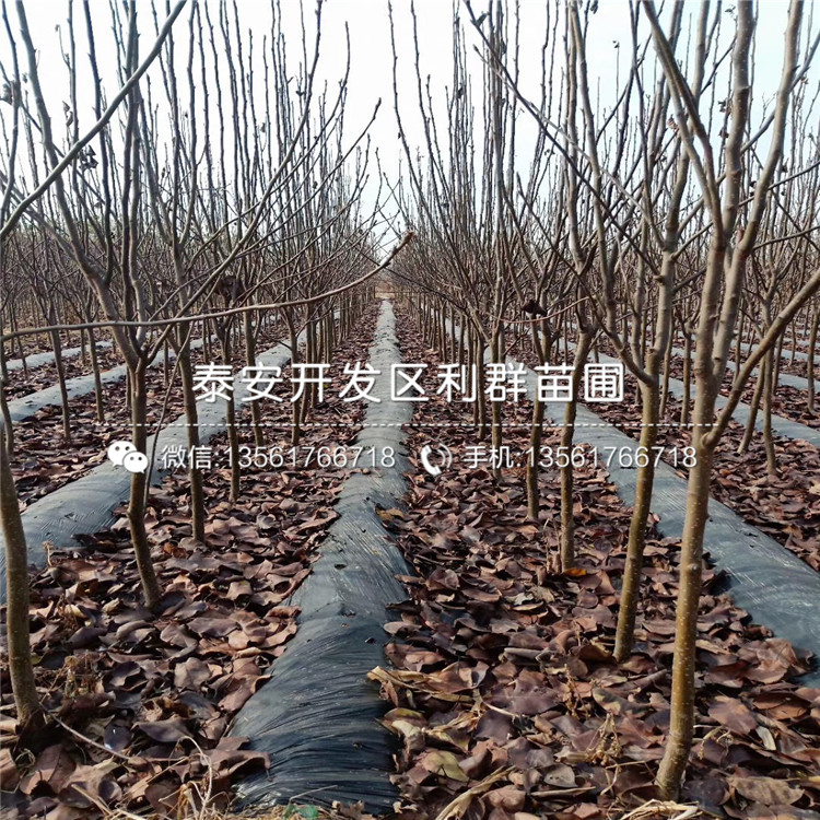 山東2019年梨苗、2019年梨苗多少錢一棵