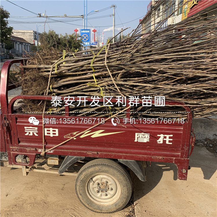 奧紅1號梨樹苗品種簡介、2019年奧紅1號梨樹苗價格及報價