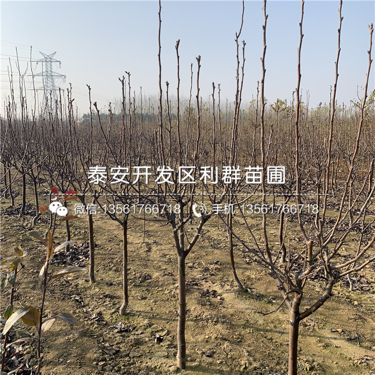 金果梨樹苗多少錢一株