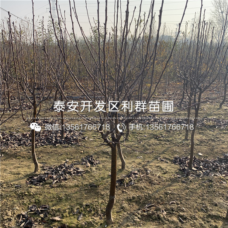 紅星梨樹苗多少錢、紅星梨樹苗多少錢一棵