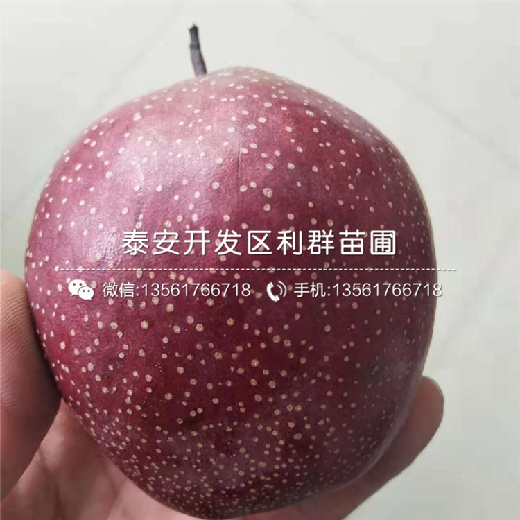 紅梨苗多少錢一棵、2019年紅梨苗價(jià)格
