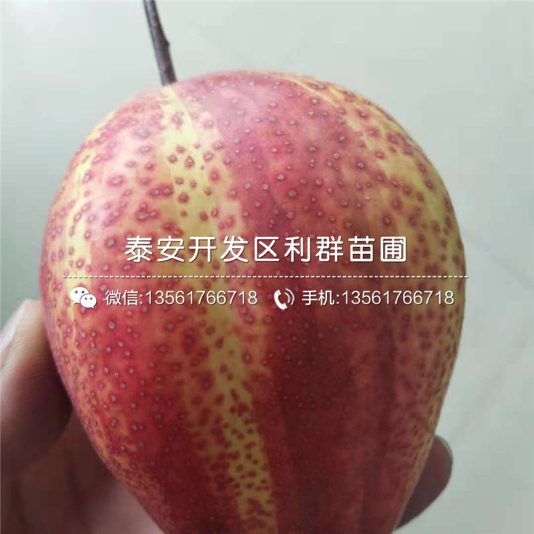 山東紅啤梨樹(shù)苗、山東紅啤梨樹(shù)苗價(jià)格及報(bào)價(jià)