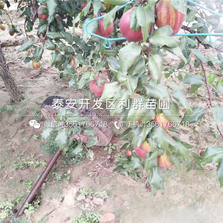 三紅梨樹苗、三紅梨樹苗報價及價格
