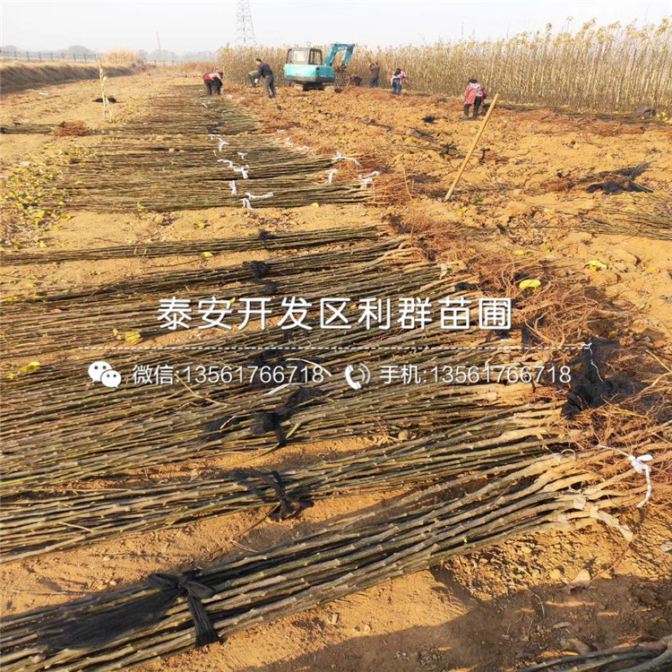 三紅梨樹苗、三紅梨樹苗報價及價格