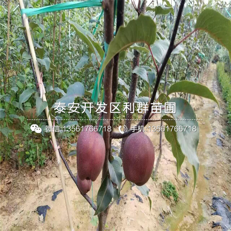 2019年翠玉梨苗價格