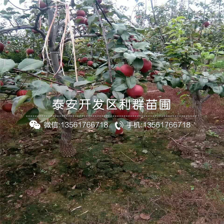 全紅梨樹苗、全紅梨樹苗報價及價格