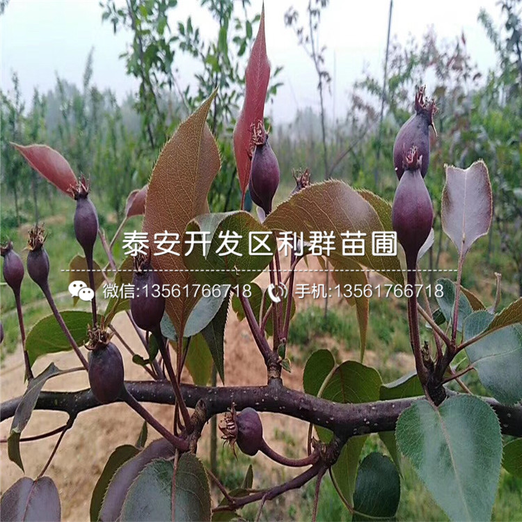 翠玉梨苗多少錢一棵、2019年翠玉梨苗價(jià)格