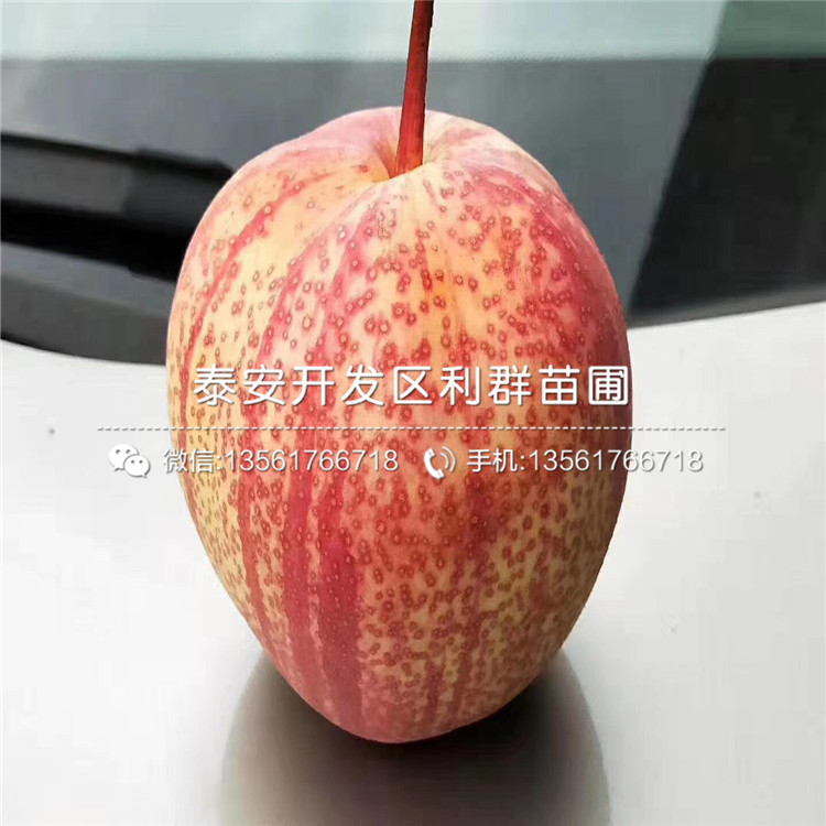 金秋梨樹苗、金秋梨樹苗新品種