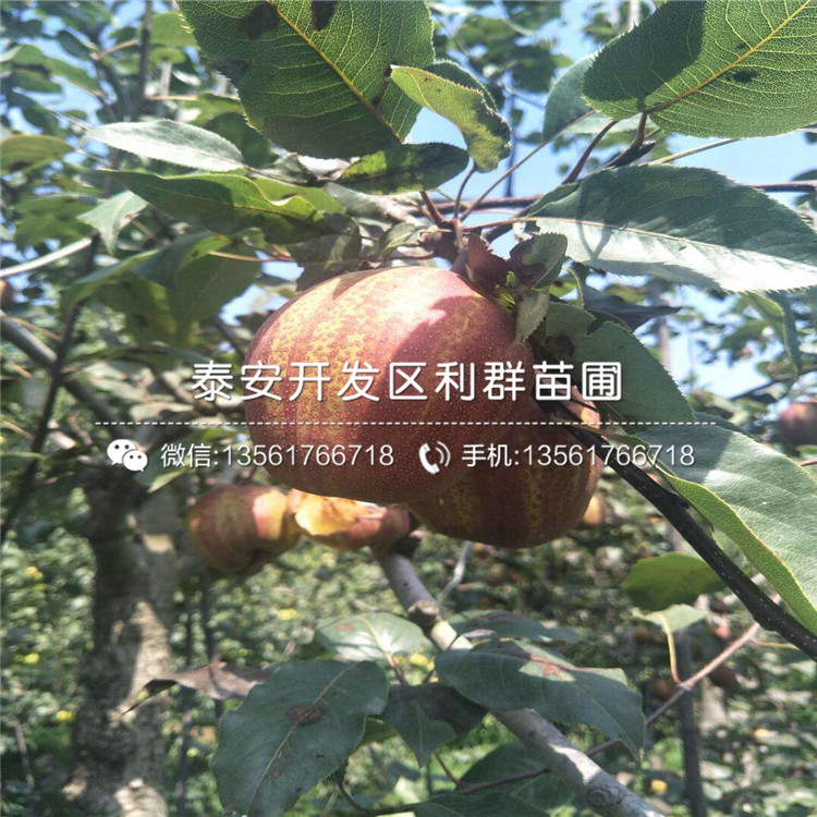 4公分梨苗多少錢