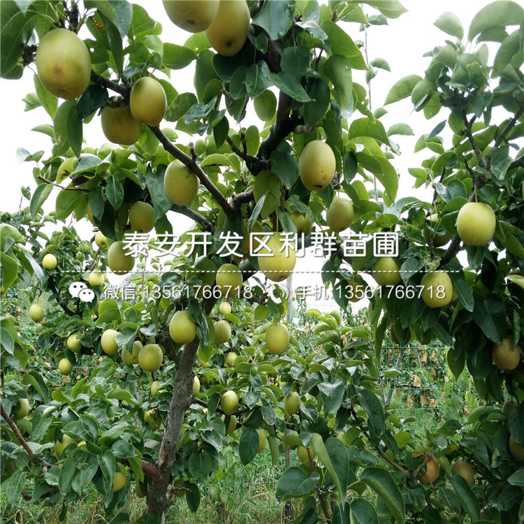 早酥紅梨苗報(bào)價(jià)、早酥紅梨苗價(jià)格