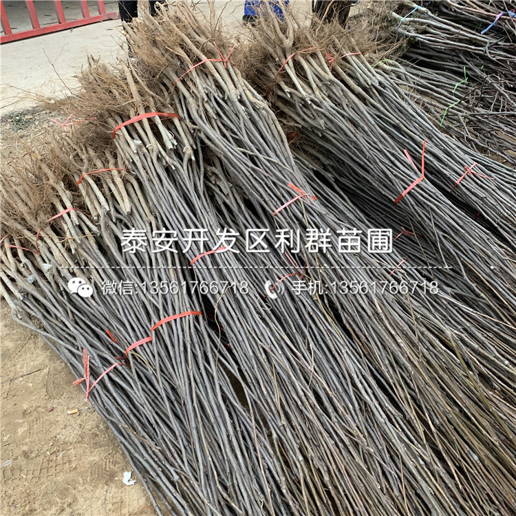 金果梨樹苗多少錢一株
