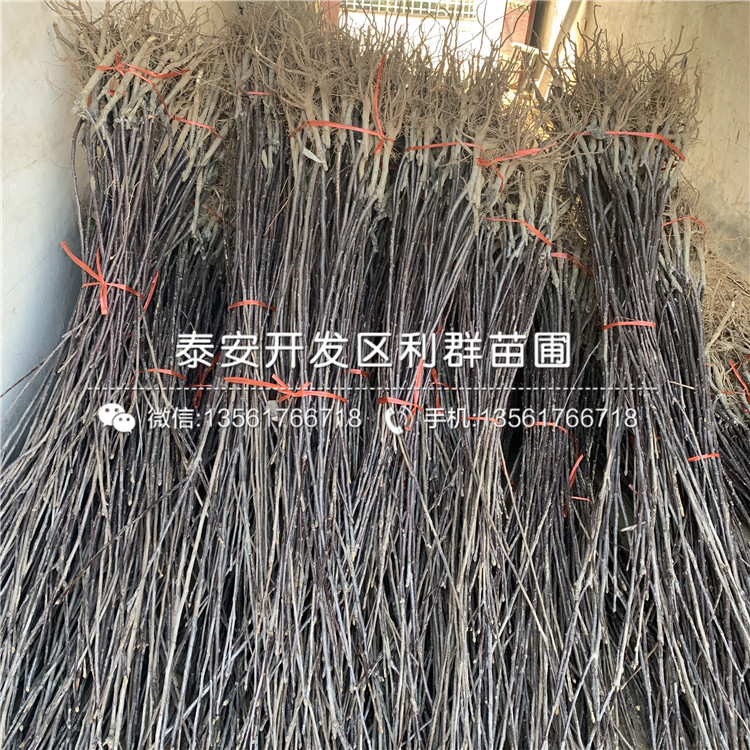 2019年圓黃梨樹苗報(bào)價(jià)、今年圓黃梨樹苗價(jià)格是多少