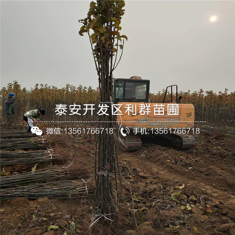 山東新世紀(jì)梨苗、山東新世紀(jì)梨苗基地