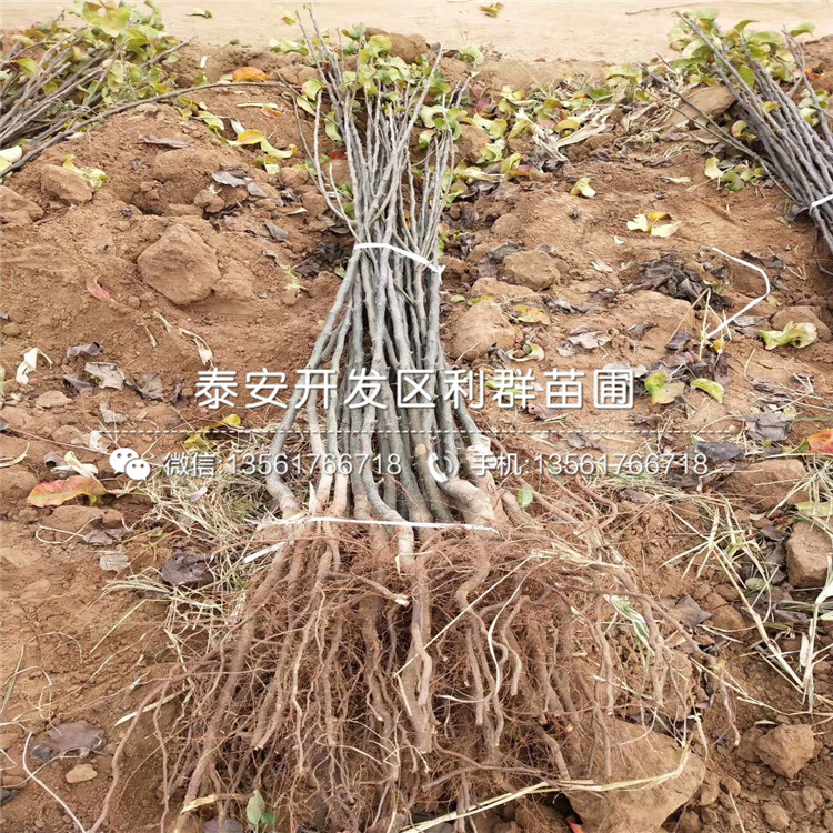 紅梨苗多少錢一棵、2019年紅梨苗價(jià)格
