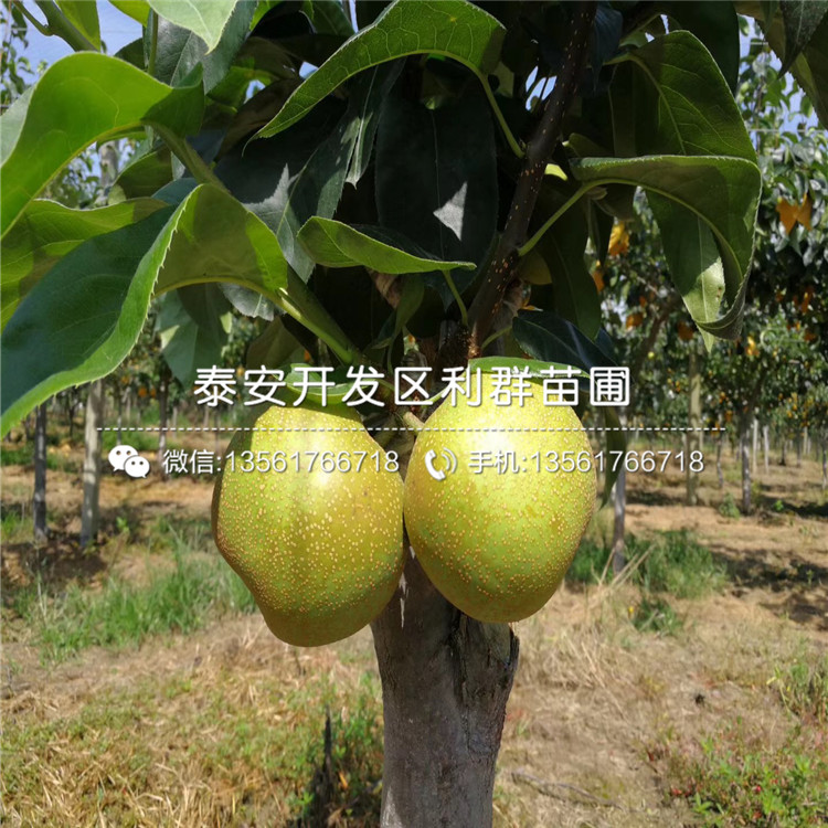 山東杜梨樹苗、山東杜梨樹苗新品種