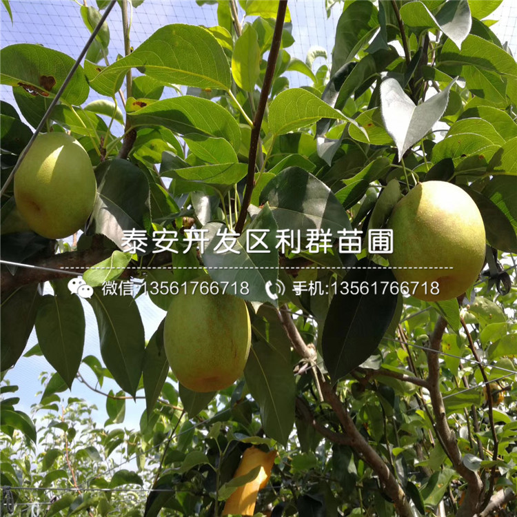 翡翠梨樹苗新品種、翡翠梨樹苗多少錢一棵