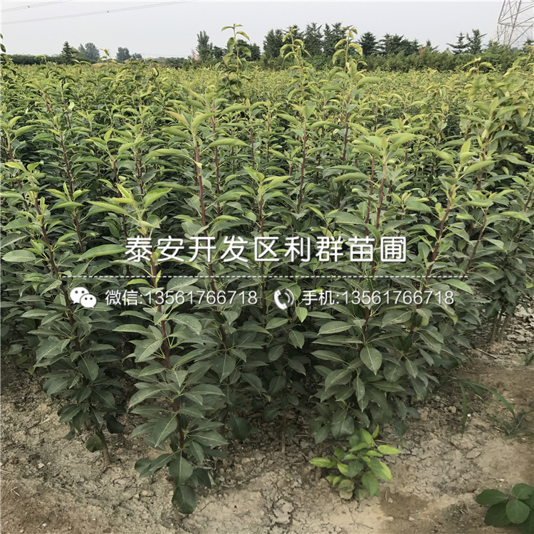 美人酥梨樹苗價(jià)格、2019年美人酥梨樹苗價(jià)格