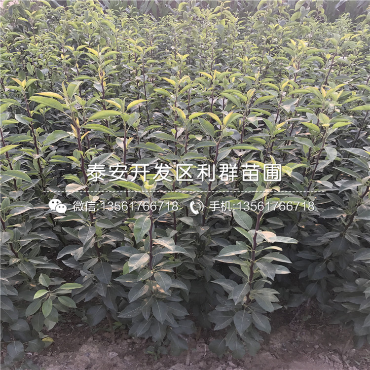 奧紅梨樹苗、奧紅梨樹苗價(jià)格