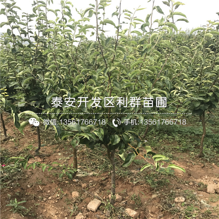 2019年丑梨苗價(jià)格及報(bào)價(jià)