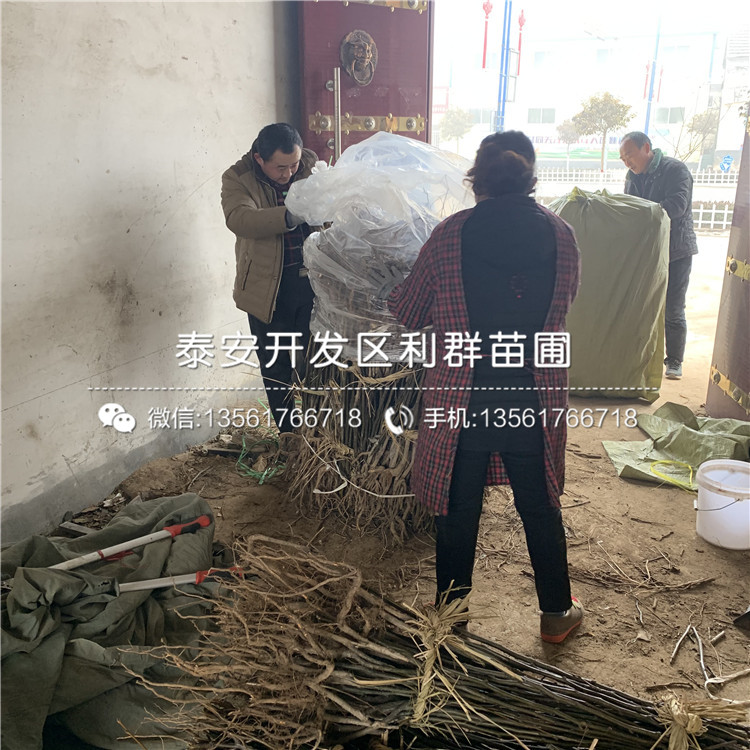 紅梨一號(hào)梨苗新品種