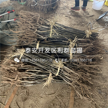 梨苗價(jià)格