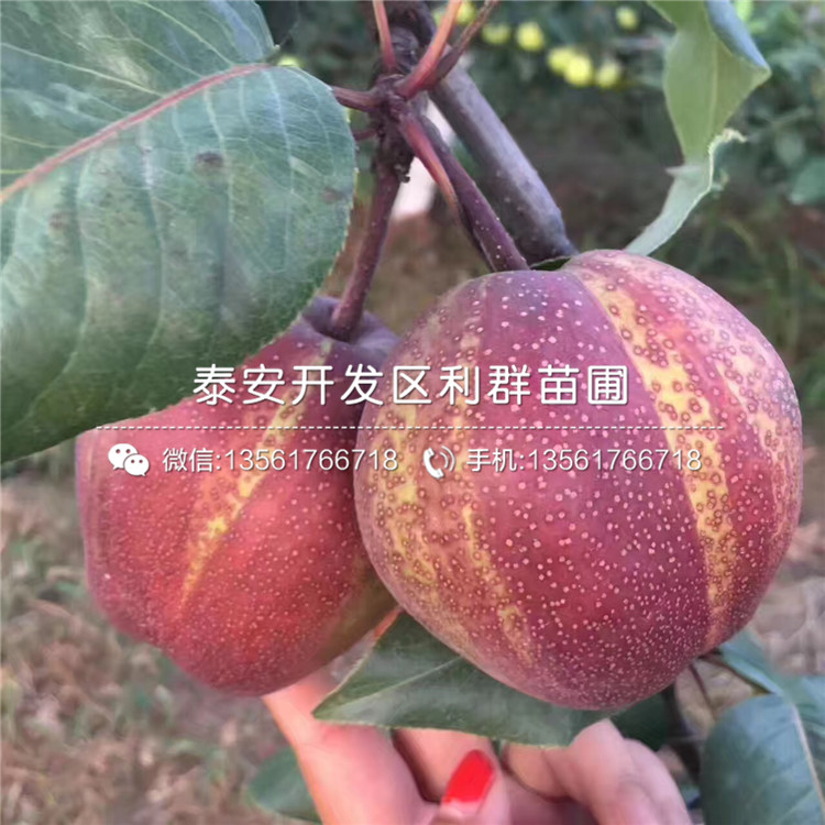 紅香梨樹(shù)苗、紅香梨樹(shù)苗報(bào)價(jià)
