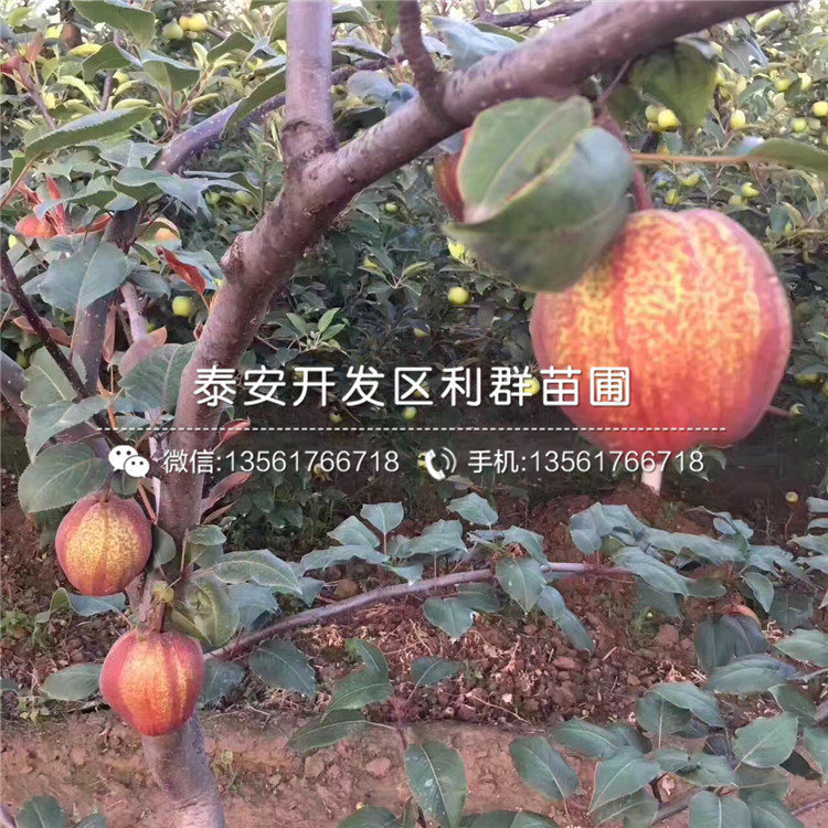 中梨4號(hào)梨苗、中梨4號(hào)梨苗多少錢一棵