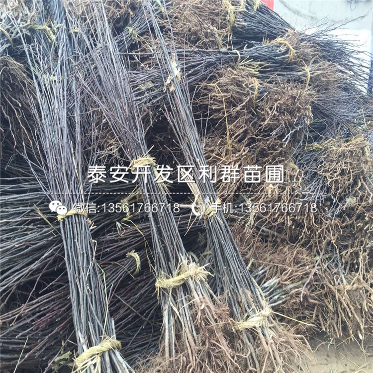 5公分梨樹苗出售、5公分梨樹苗基地