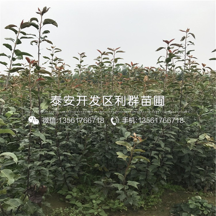 山東早酥紅梨樹苗、山東早酥紅梨樹苗多少錢一株