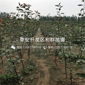 奧紅一號梨苗價格