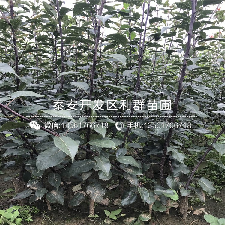 2019年圓黃梨樹苗價(jià)格