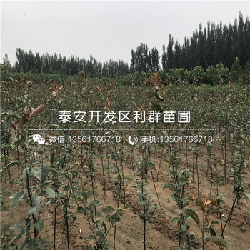 4公分梨苗多少錢