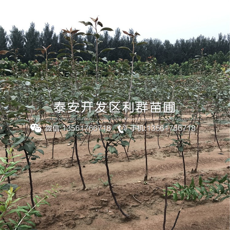 秋月梨苗價格、山東秋月梨苗