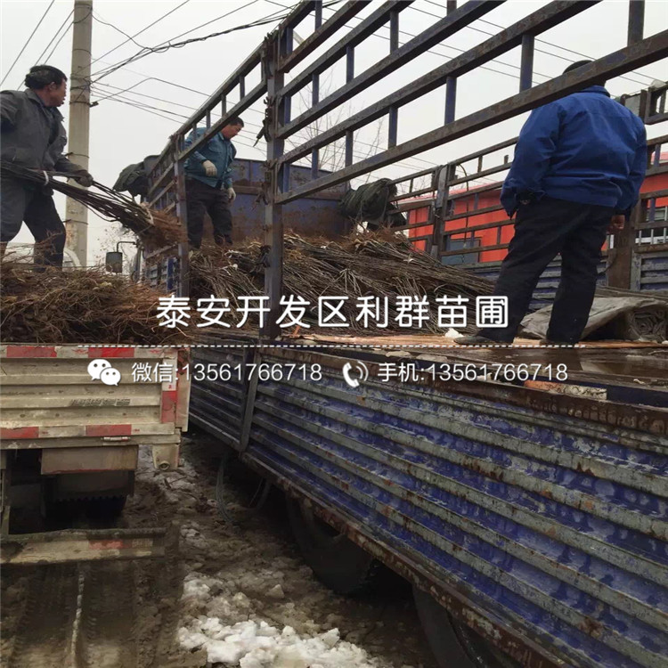 丑梨苗品種簡介、2019年丑梨苗價(jià)格及報(bào)價(jià)