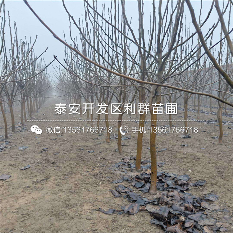 三紅梨樹苗、三紅梨樹苗多少錢