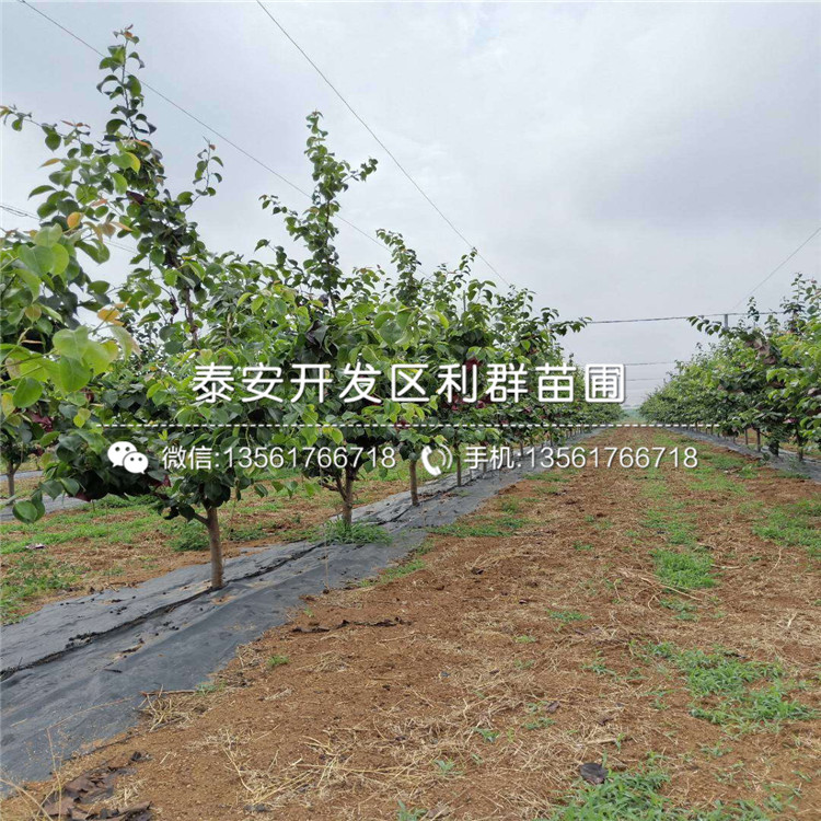 冰糖雪梨樹苗新品種