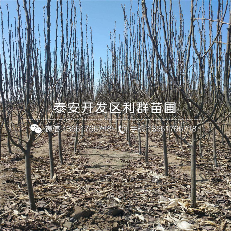 華山梨樹苗、華山梨樹苗多少錢一棵