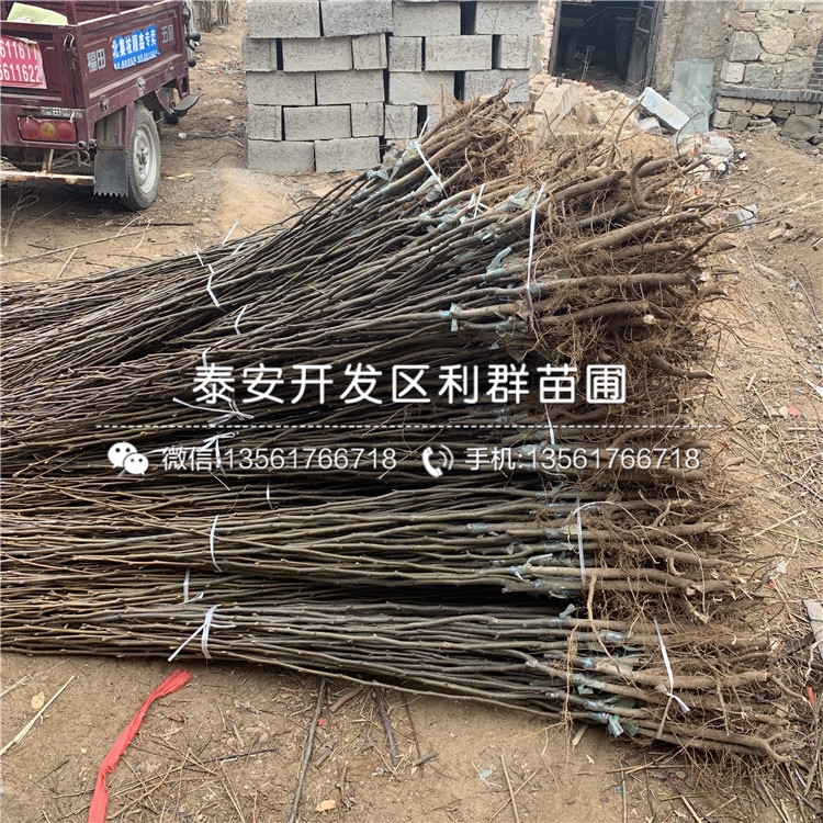 紅啤梨苗